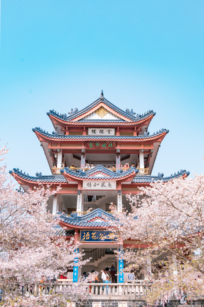 鼋头渚樱花